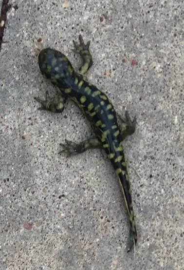 Geeko