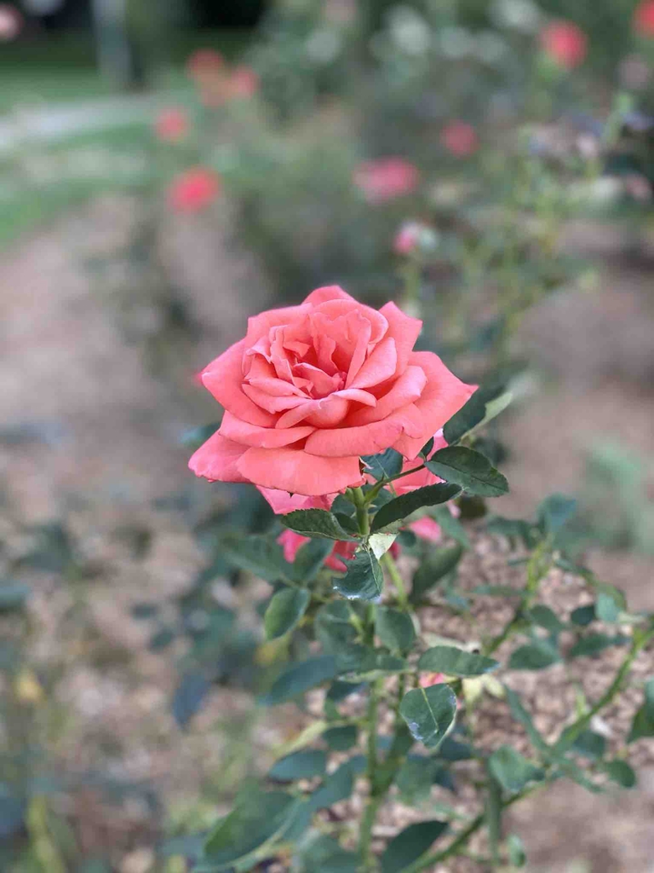 Roses