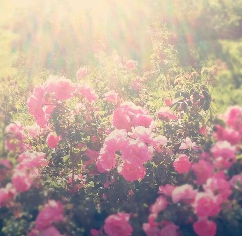plant, pink वॉलपेपर
