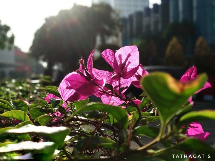 The lovely flower