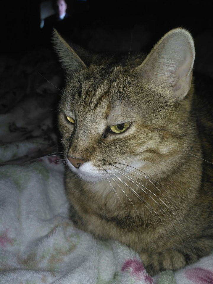 кошка