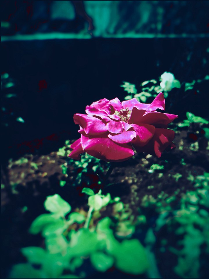 natural beauty of rose flowrs
