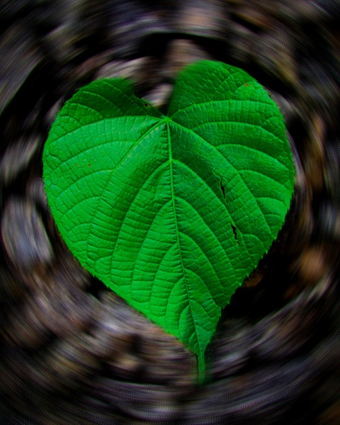 leaf