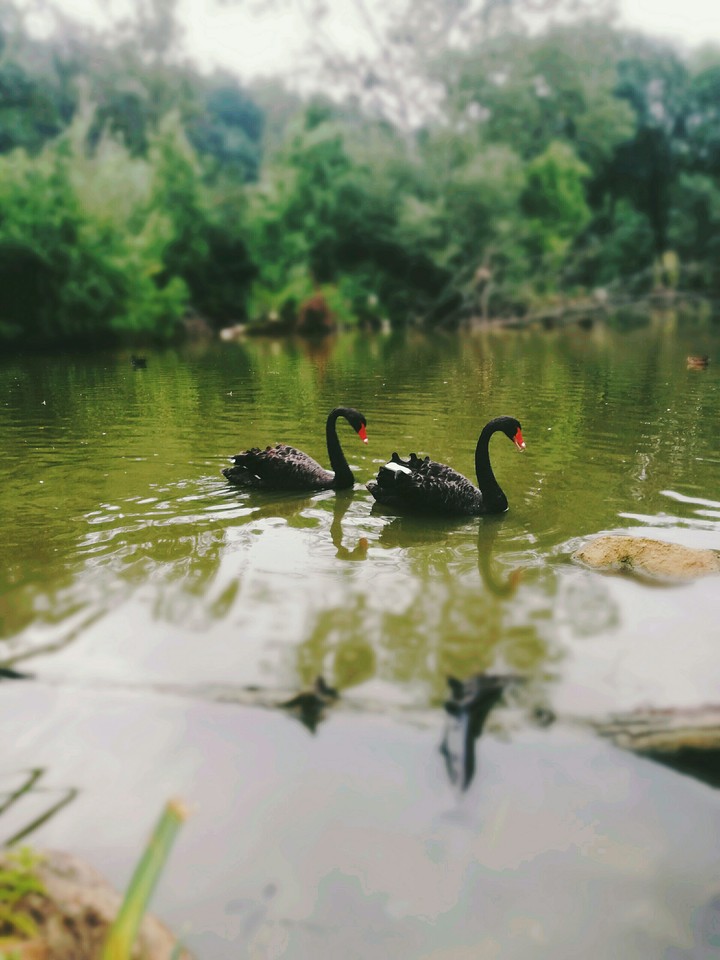 black swans