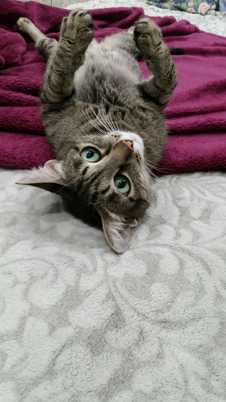 cat