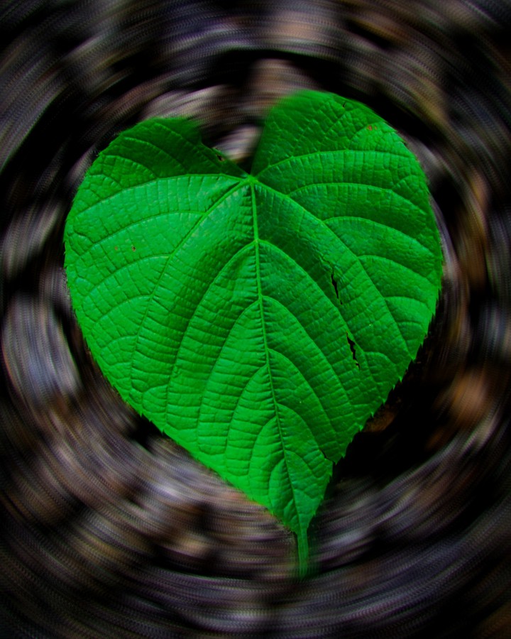 leaf
