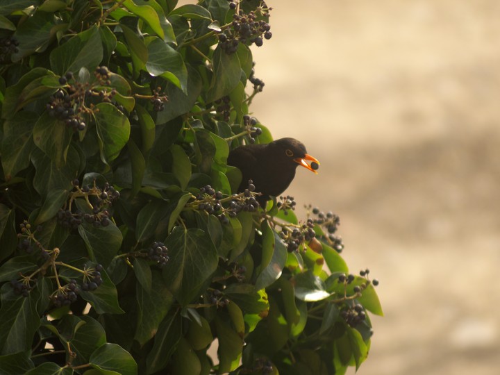 bird