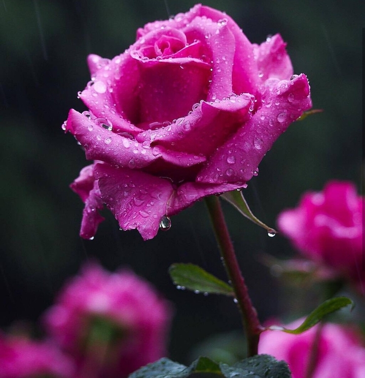 Roses.. In rain