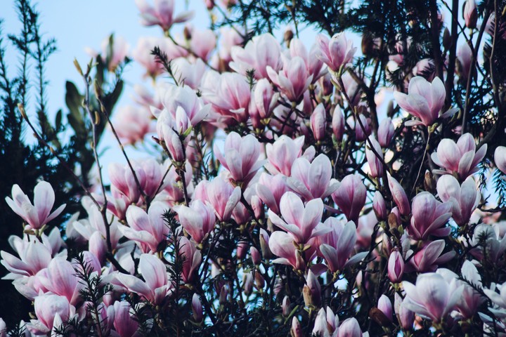 Magnolia