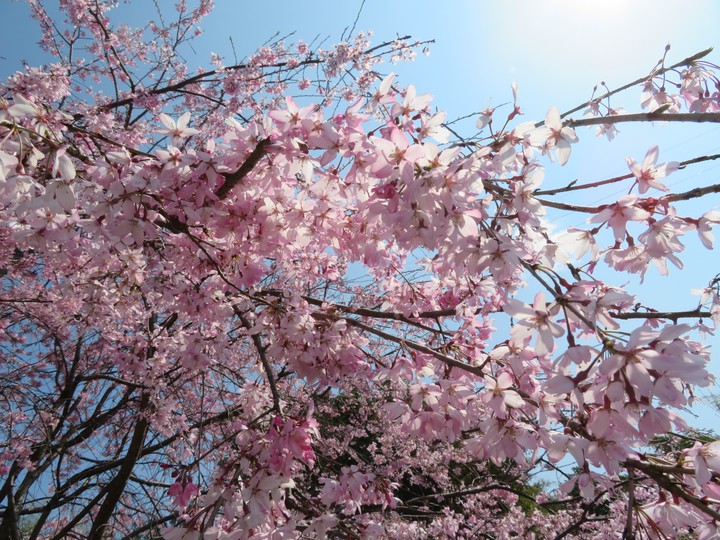 桜
