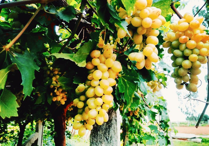 Life is Grape ;)