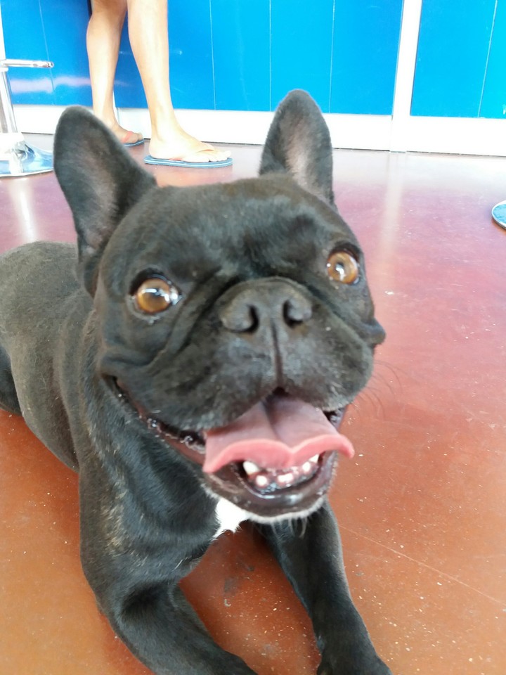 dog