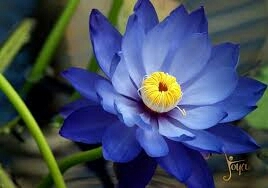 Flor do meu dia