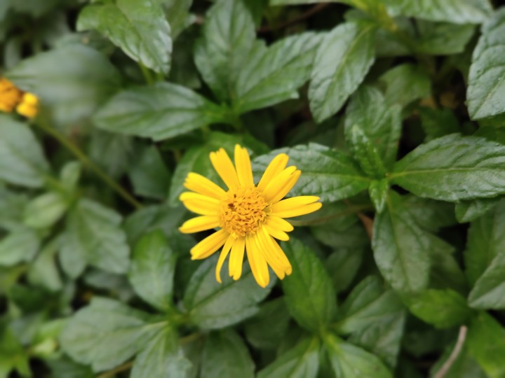yellow flower