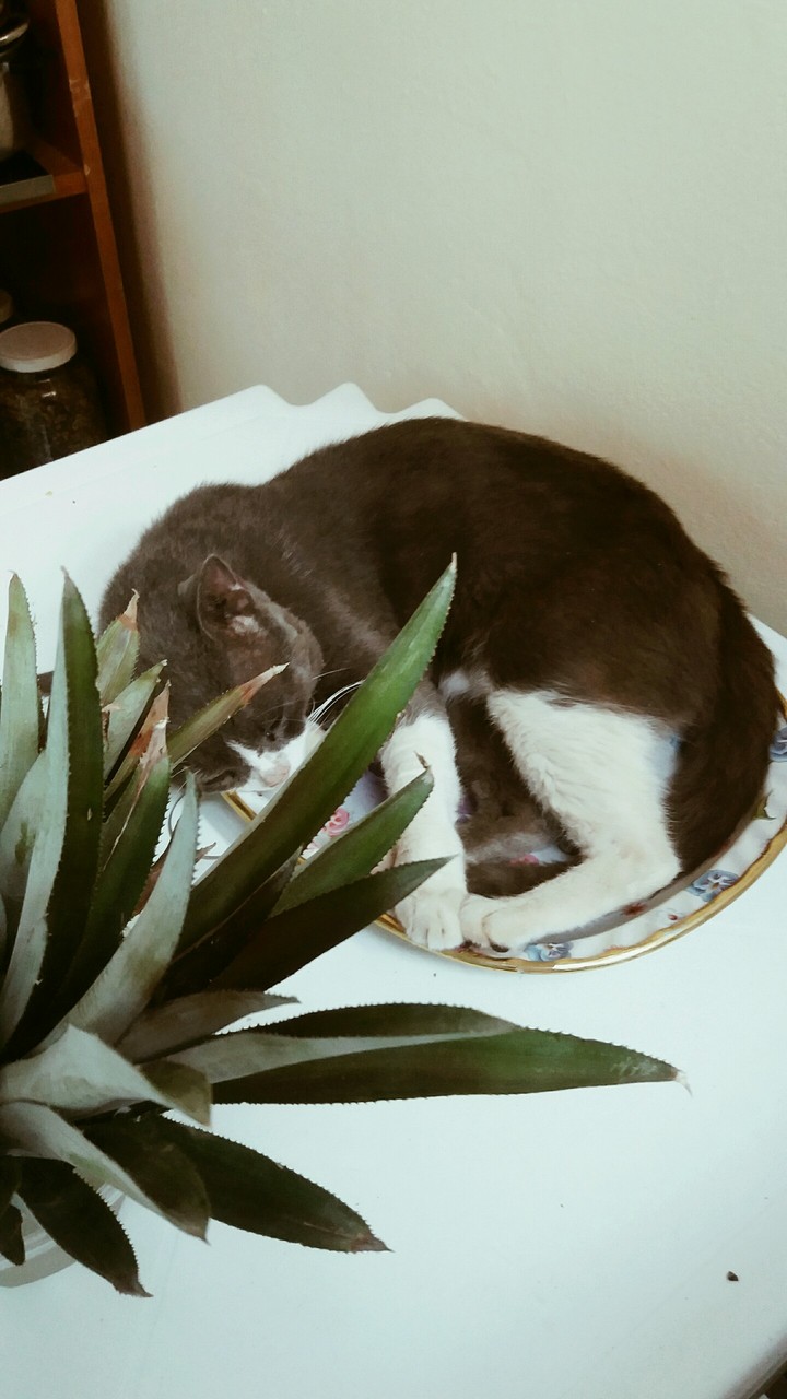 gato