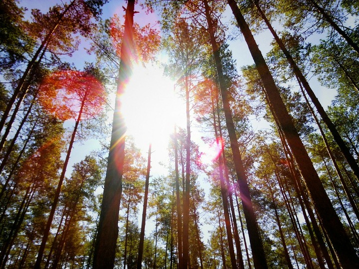 Morning in the wild