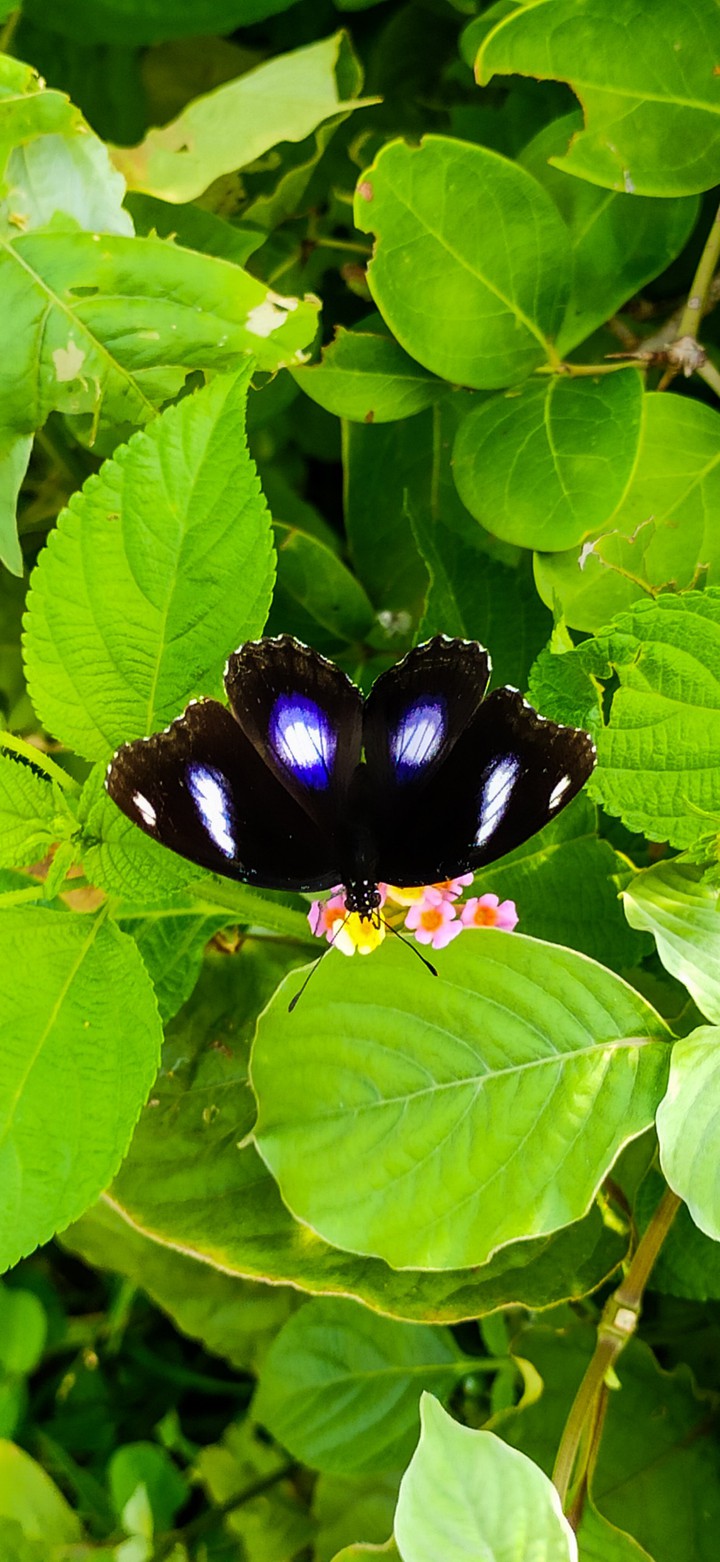 butterfly