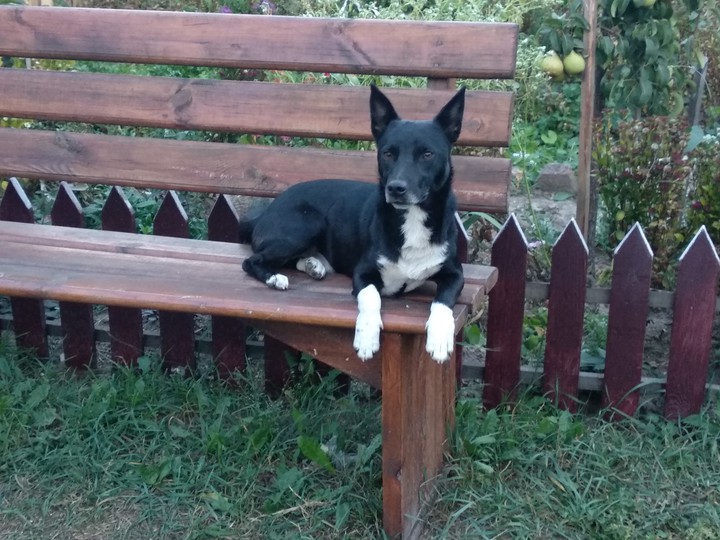 dog