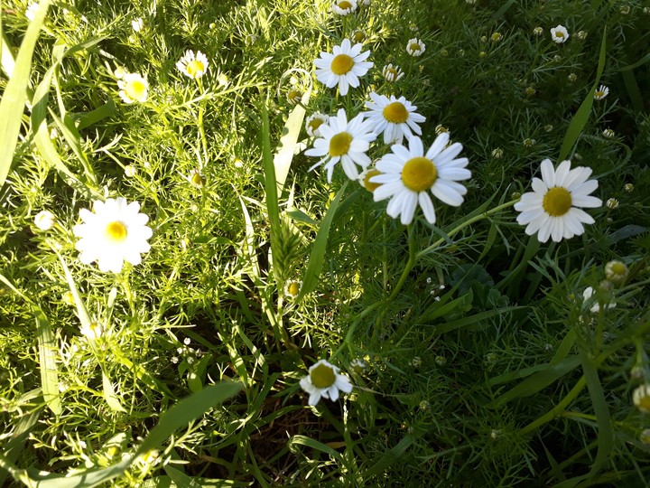 spring