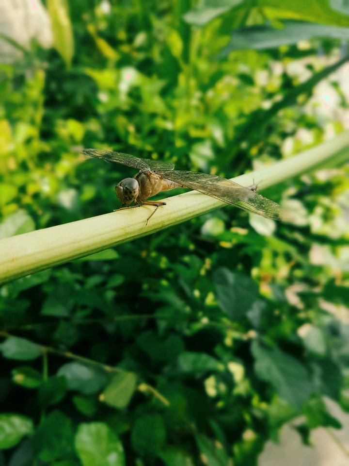 เมื่อแมลงบินมาเกาะหน้าบ้านฉัน