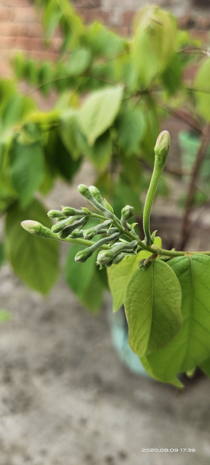 flower buds