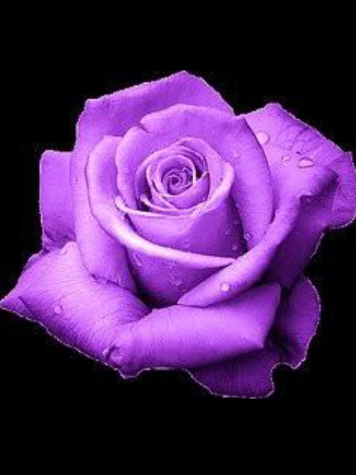 ROSE VIOLET