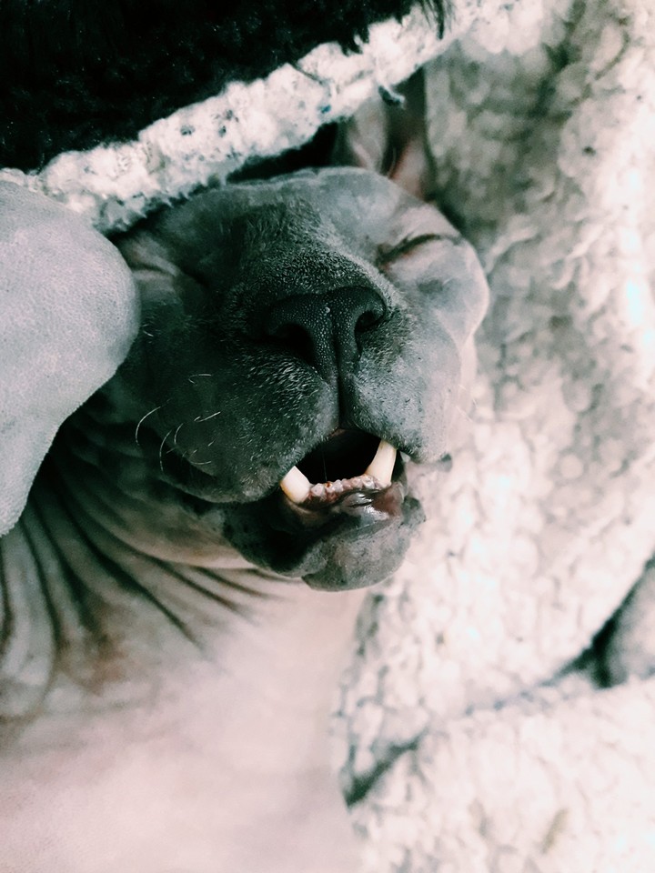 Klaus