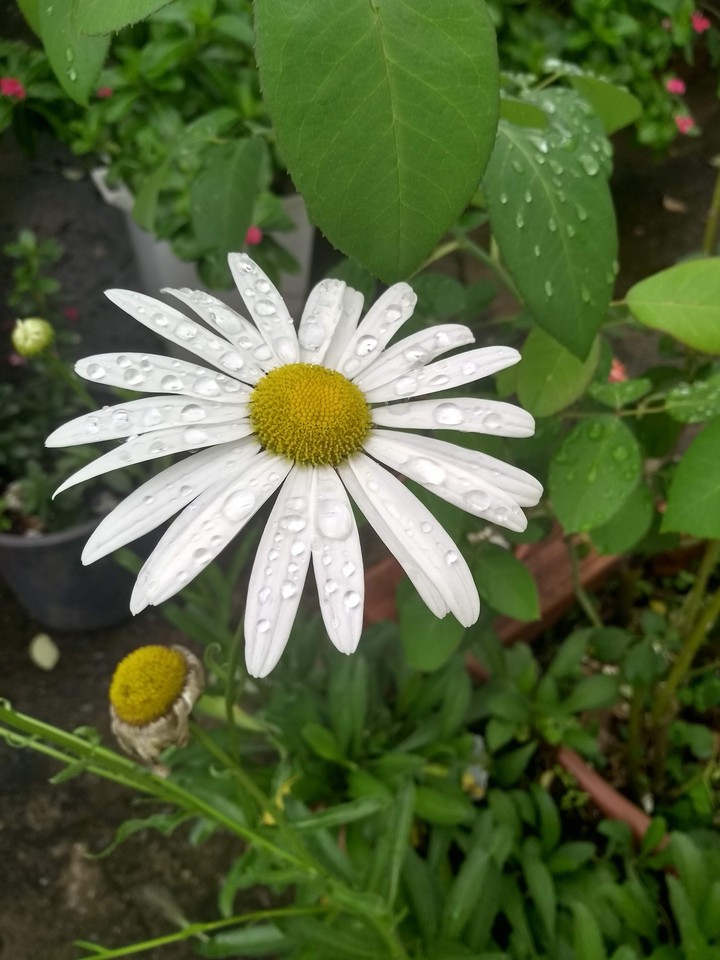 margarida
