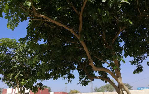 WINTERS AT LAYYAH