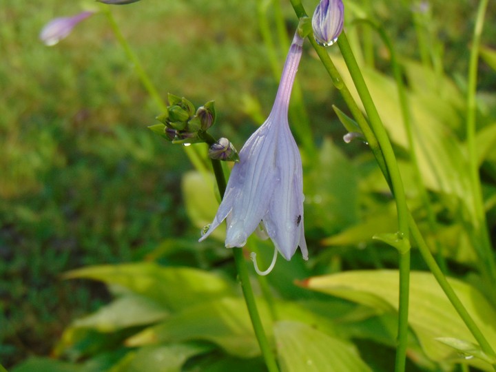 Lovely Flower
