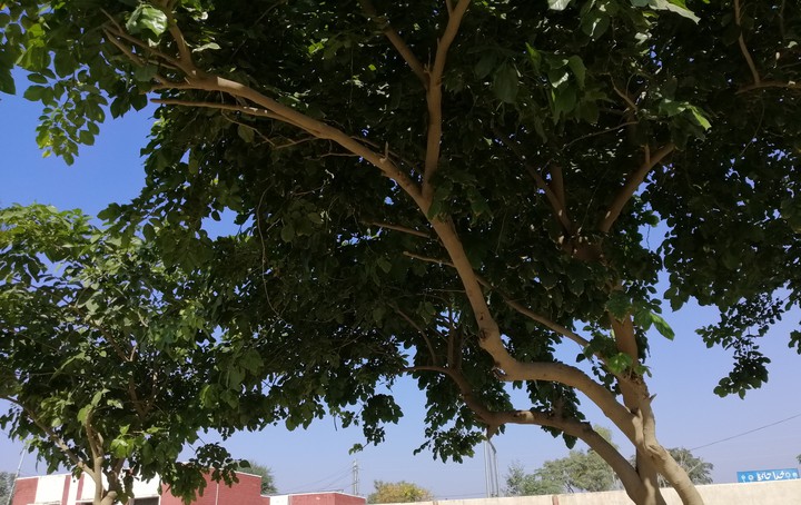 WINTERS AT LAYYAH