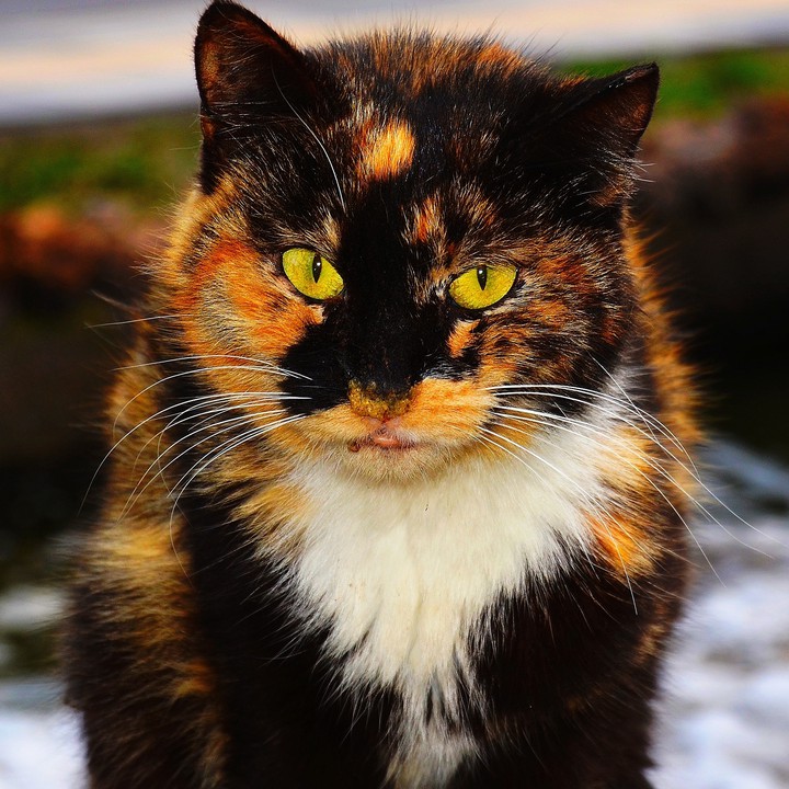 ?? ?? cat