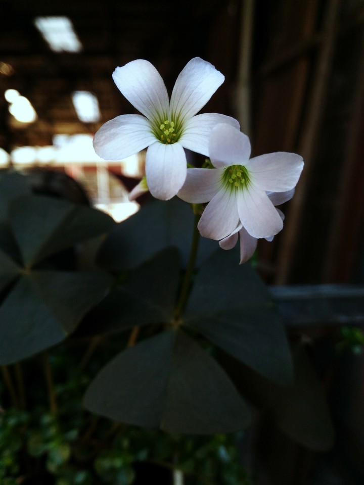 White Flowers