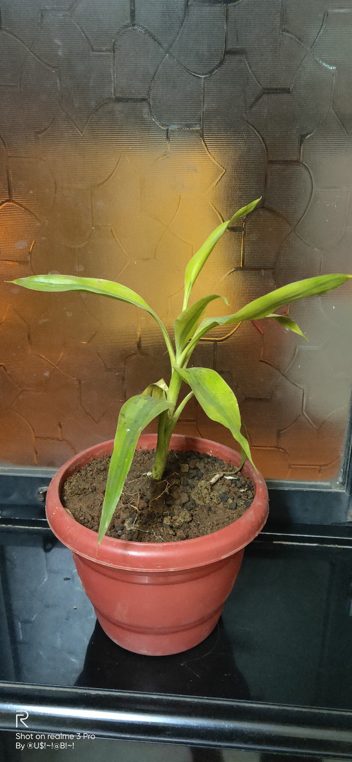 Plant