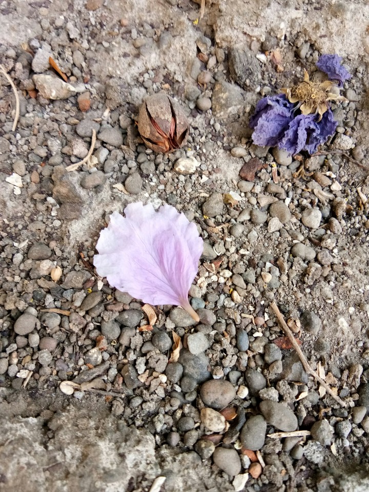 the petal on rocks
