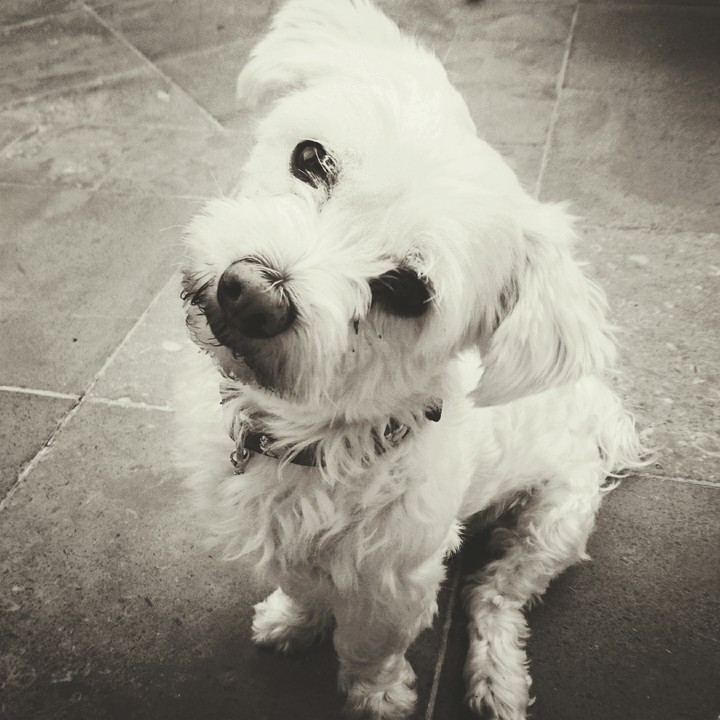 all you need is Dog 