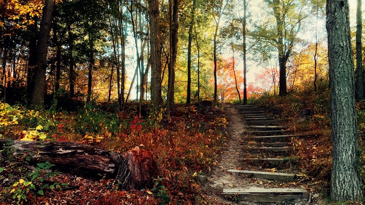 Forest