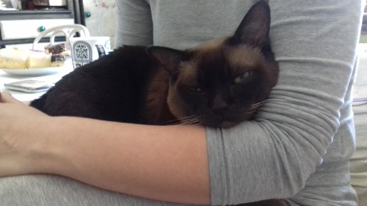 Gigi! My sweet cat.