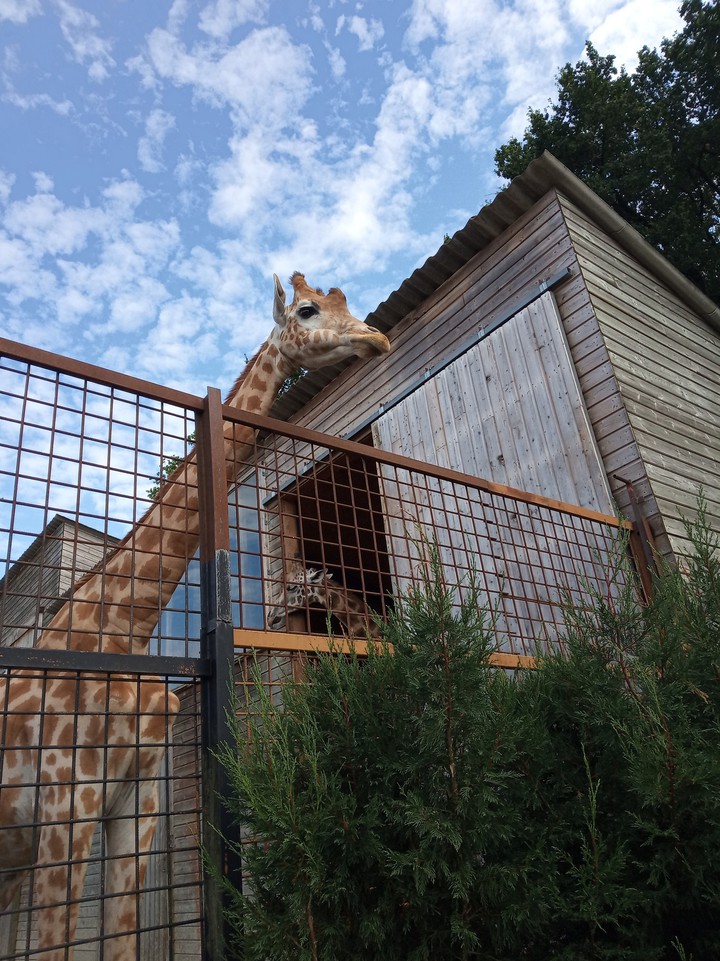 Girafe