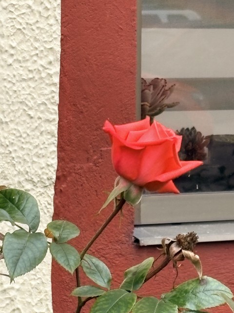обои petal, red