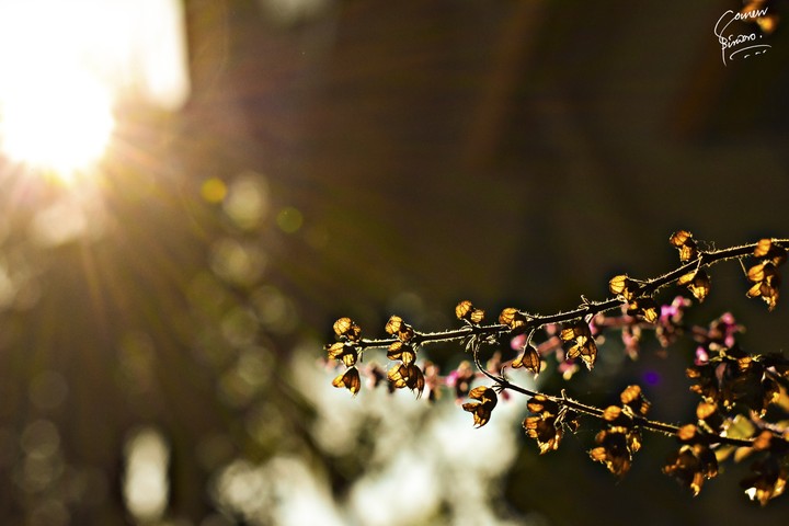 Tulsi tree flowers..