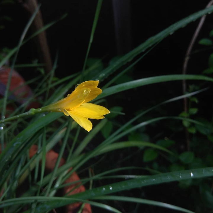 Yellow flower