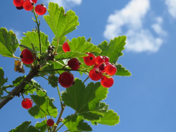 fruits groseilles