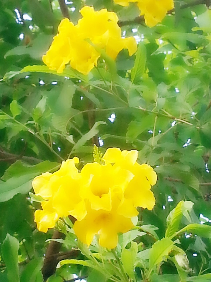 flowers of nature