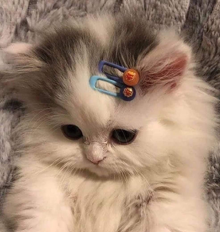 cutie
