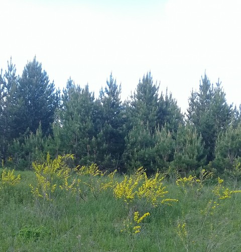 shrubland, nature achtergronden