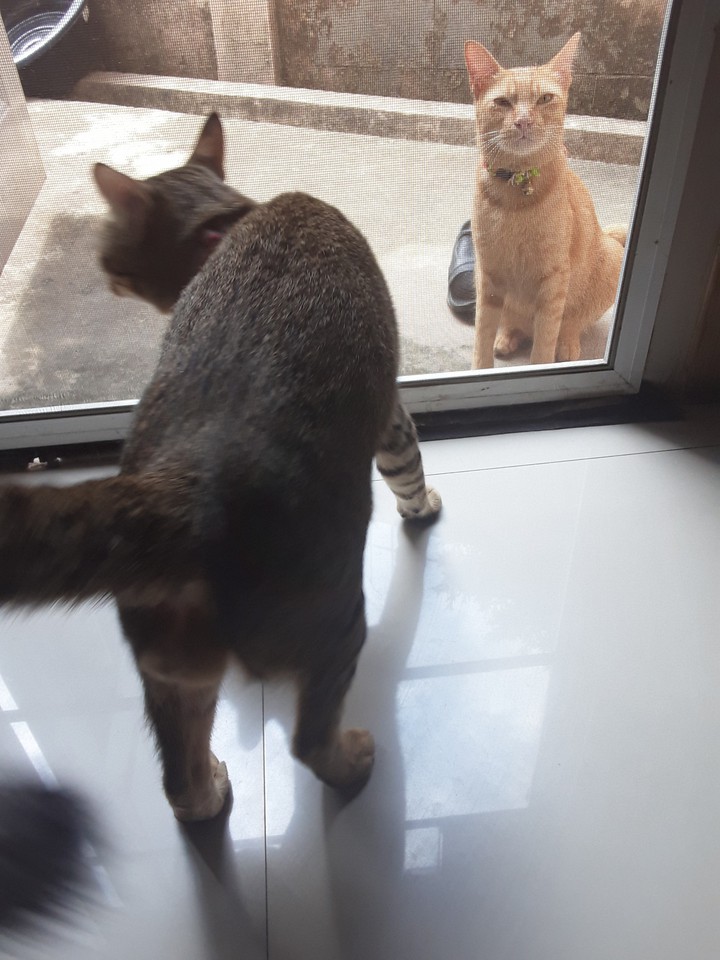 The cat came for # 1