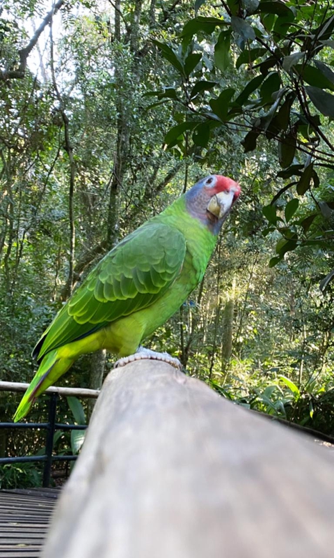 Bird