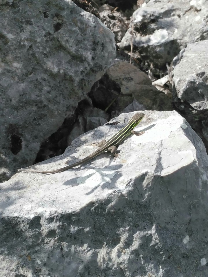 Kertenkele(Lizard)