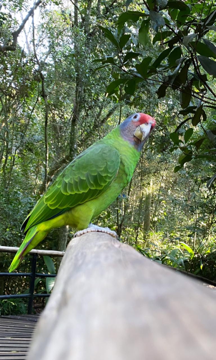 Bird